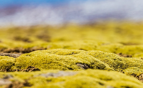 Բķգʯϵ̦ˮµֲ
