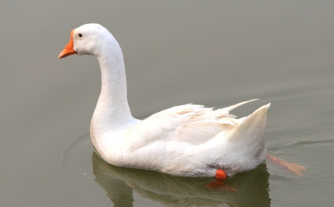 ڷŭʱҪ̾