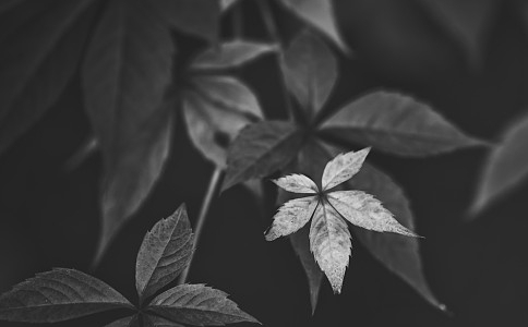 ɽʦ̥׵