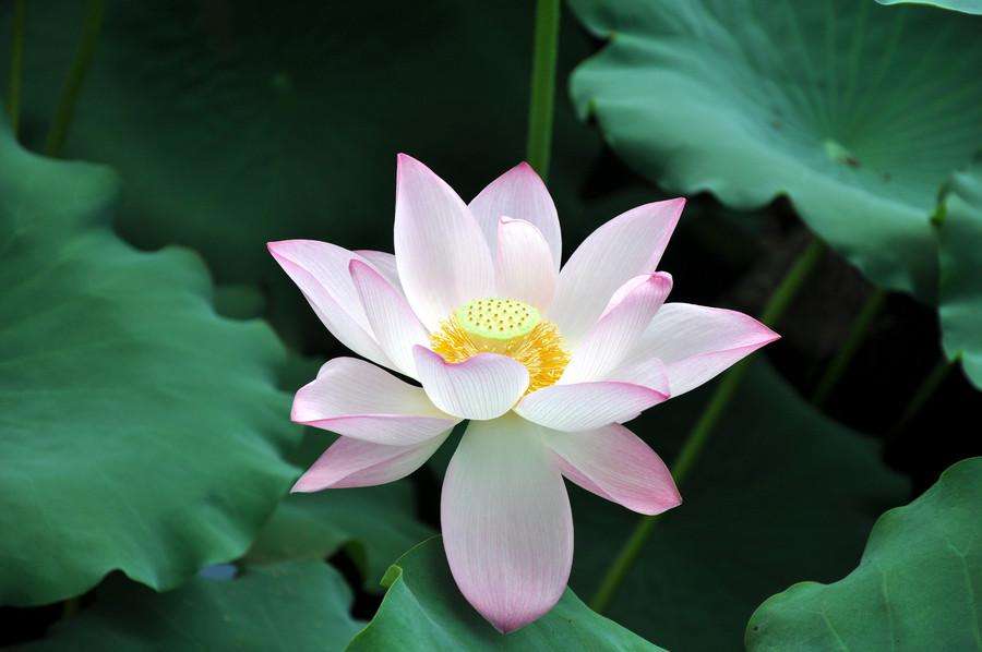 ڼޡһʳ