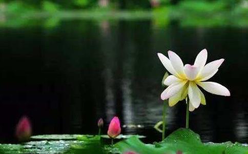 شʦԵһƤëΪ󳹴