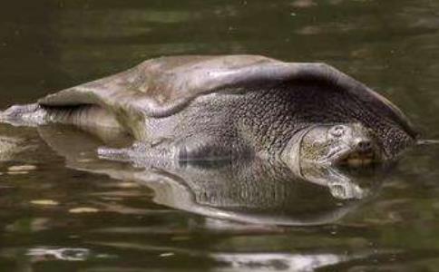 Ϊıʧֿ