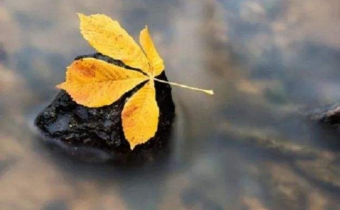 ʦľͽз