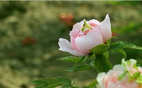 Ҫʲô