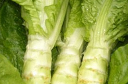 ݫӪֵ