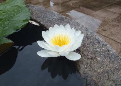 ʧԵ