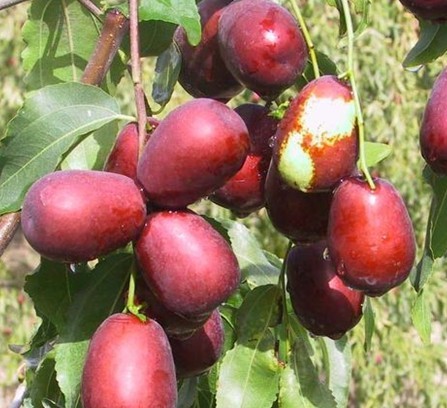 ʺŮԵĺԷ