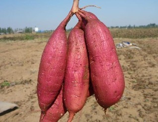 Ժ