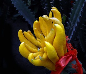 ֹ