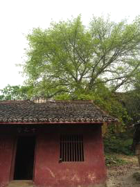 ε